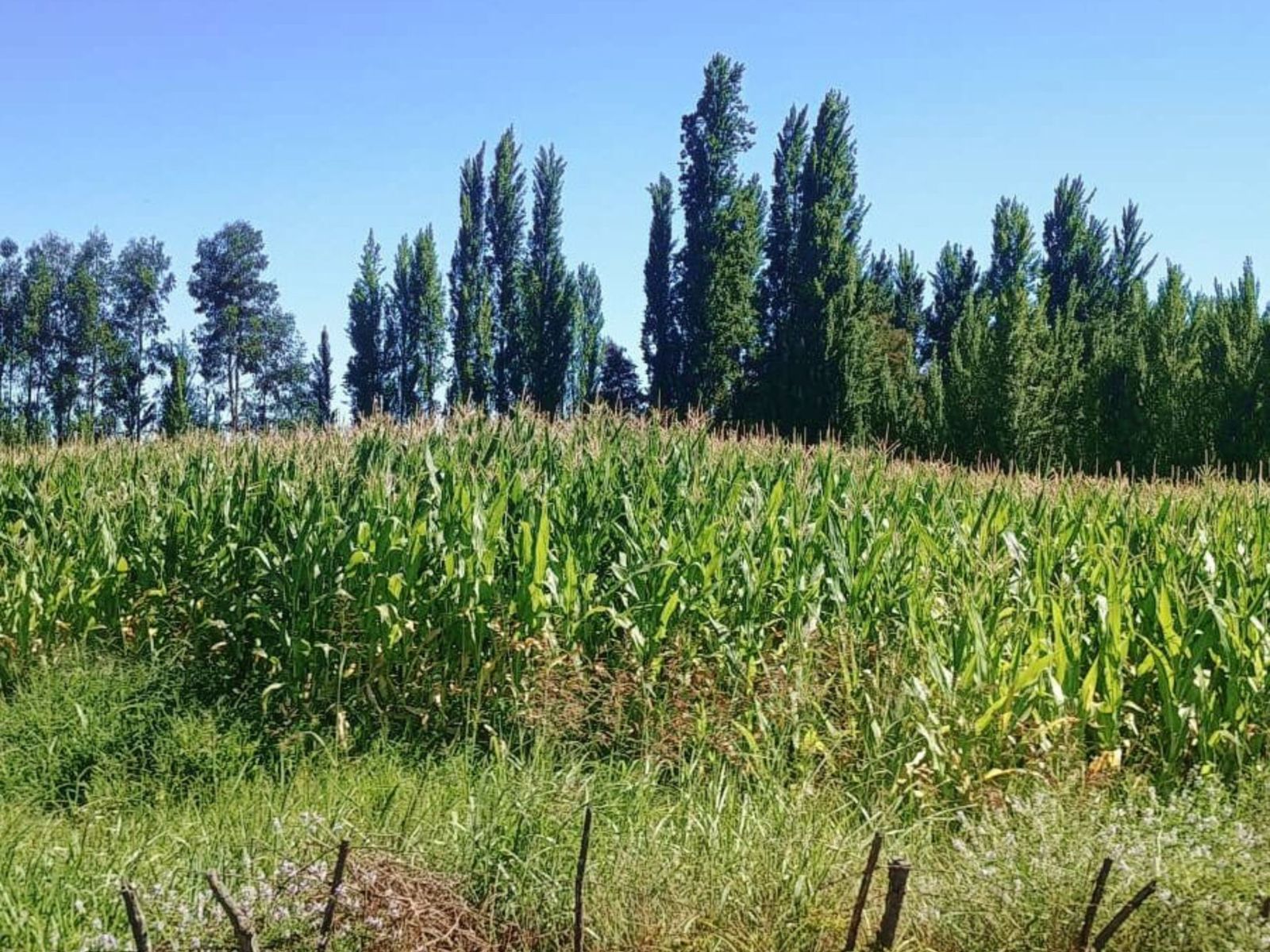 Terreno-en-venta-en-yerbas-buenas_6_69713f29caf72.jpg