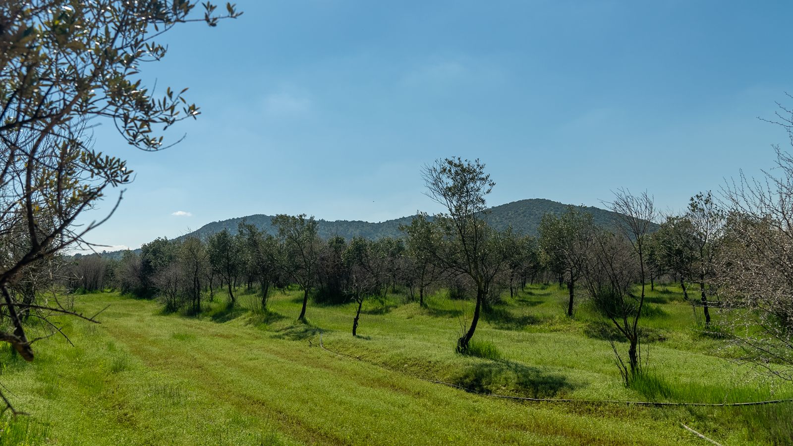 ODM_02_6a8c74e2f3495.png
