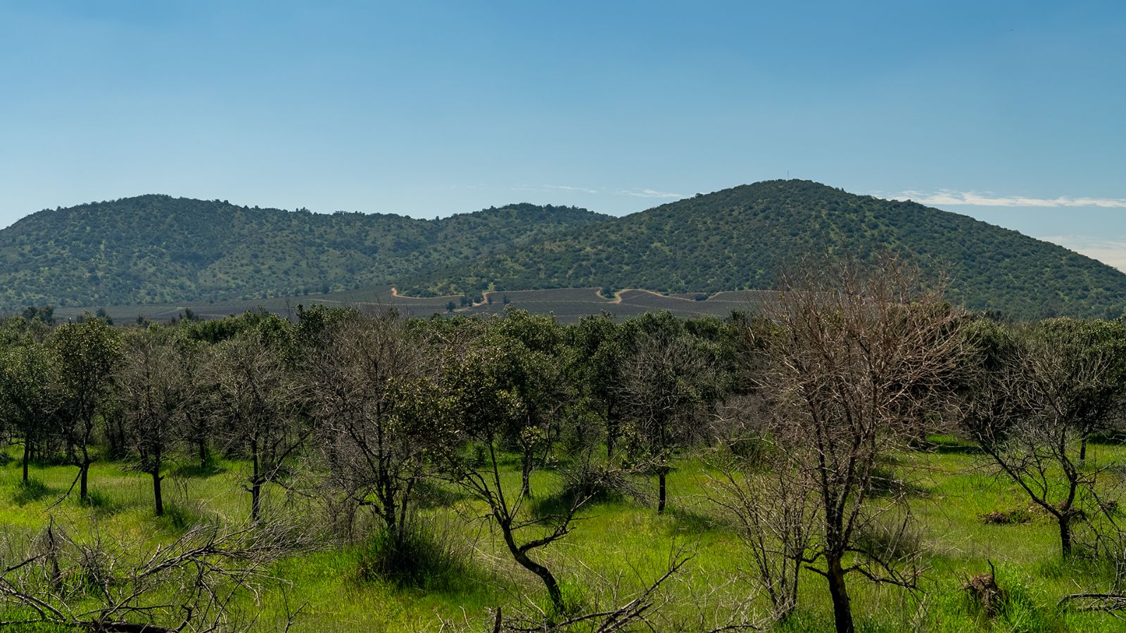 ODM_06_6a8c74e318725.png